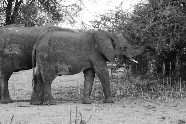 Elefantes Conservação Torra Região Kunene Namíbia — Fotografia de Stock