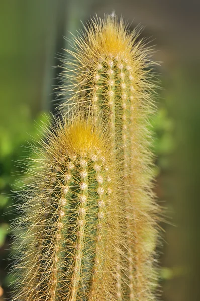 Cierre Cactus Salvajes Jardín — Foto de Stock