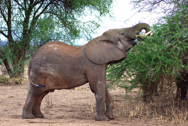 Elefanten Torra Naturschutz Kunene Region Namibia — Stockfoto