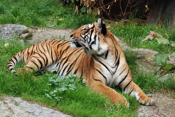 Bengal Tiger Zoo — Stock Photo, Image