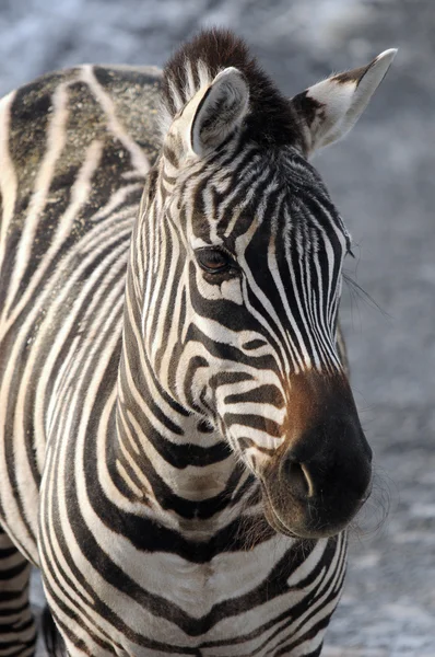 冬季斑马 Zebras 是非洲马科的几个物种 由它们独特的黑白相间的条纹组成 它们的条纹有不同的样式 每个个体都有不同的 图库照片