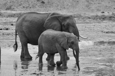 Amboseli Ulusal Parkı 'ndaki filler, eski adıyla Maasai Amboseli Oyun Rezervi, Kenya' nın Rift Valley Eyaleti 'nde yer alır. Kenya-Tanzanya sınırına yayılan ekosistem.