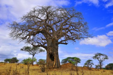 Baobab, Boaboa, şişe ağacı, ters dönmüş ağaç ve Tarangire Ulusal Parkı, Ruaha, Serengeti, Mikumi, Katavi ve Mkomazi 'den sonra Tanzanya' nın en büyük altıncı milli parkıdır.