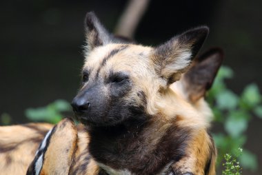 Lycaon pictus sadece Afrika 'da, özellikle savanalarda ve hafif ormanlık alanlarda bulunan büyük bir köpek türüdür. Afrika vahşi köpeği, Afrika av köpeği, pelerin ya da boyalı köpek olarak adlandırılır..