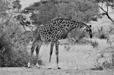 Masai Zürafası ya da Masai Zürafası (ayrıca Kilimanjaro Zürafası olarak da bilinir) zürafanın en büyük alt türü ve en uzun kara memelisidir. Kenya ve Tanzanya 'da bulunur..