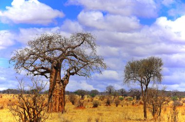 Baobab veya boab, boaboa ağaç