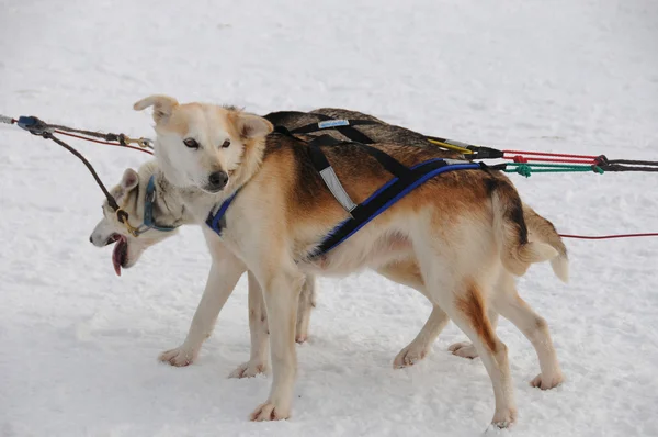人骑在冬季森林的狗队上 — 图库照片