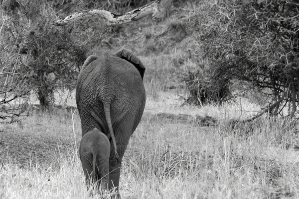 Słonie Amboseli National Park Dawniej Maasai Amboseli Game Reserve Znajduje — Zdjęcie stockowe