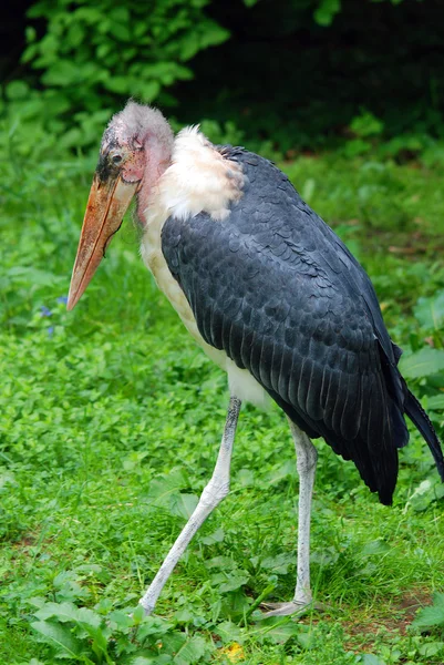 Marabou Stork Leptoptilos Crumeniferus Является Крупной Птицей Семействе Аистов Ciconiidae — стоковое фото