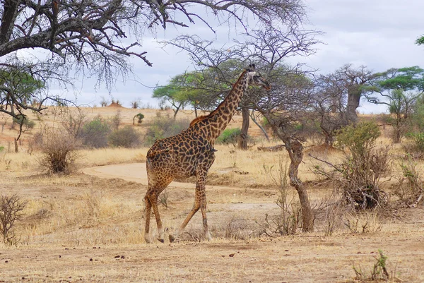Jirafa Serengeti Gran Parte Del Serengeti Era Conocido Por Los — Foto de Stock