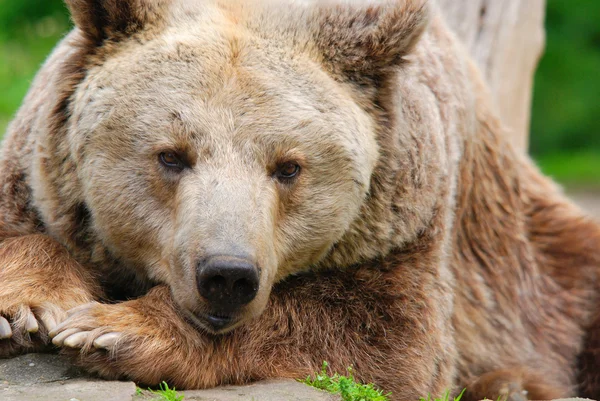 Urso Pardo Também Conhecido Como Urso Pardo Urso Pardo Uma — Fotografia de Stock