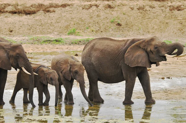 Elefantes Parque Nacional Amboseli Anteriormente Maasai Amboseli Game Reserve Encuentra — Foto de Stock