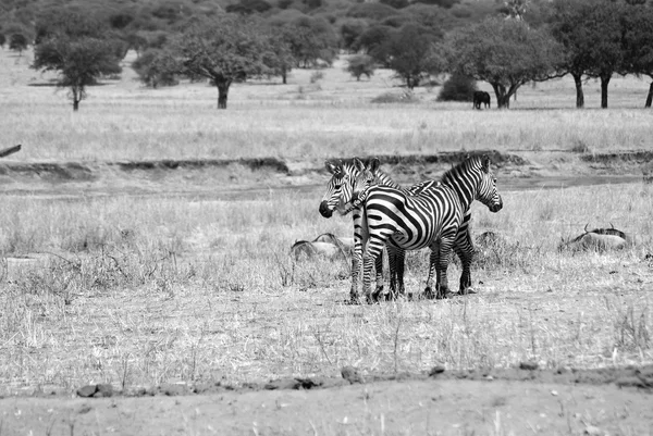 Giraffe Der Serengeti Ein Großteil Der Serengeti War Außenstehenden Als — Stockfoto