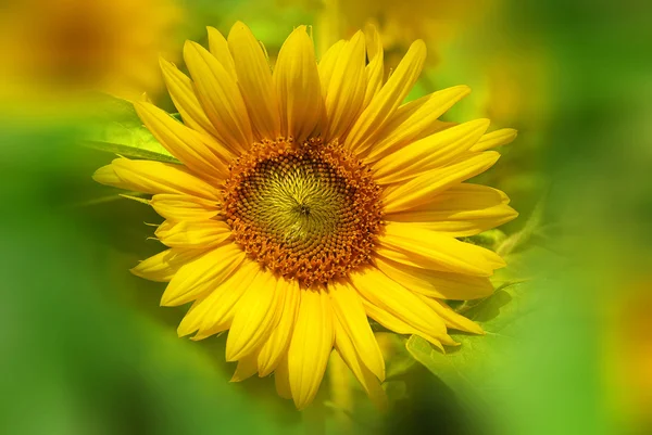 Sunflower is an annual plant native to the Americas. It possesses a large inflorescence. The sunflower got its name from its huge, fiery blooms, whose shape and image is often used to depict the sun.