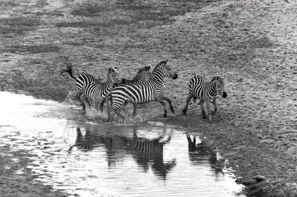 Zebras Serengeti Tansania Die Serengeti Beherbergt Die Größte Säugetierwanderung Der — Stockfoto