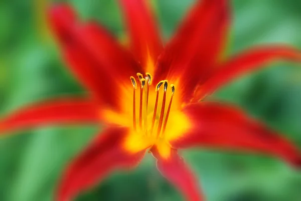 Liljor Eller Lilium Ett Släkte Örtartade Blommande Växter Som Växer — Stockfoto