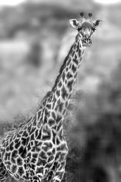 킬리만자로 Kilimanjaro Giraffe 마사이족 Masai Giraffe 기린의 아종이며 포유류 케냐와 — 스톡 사진