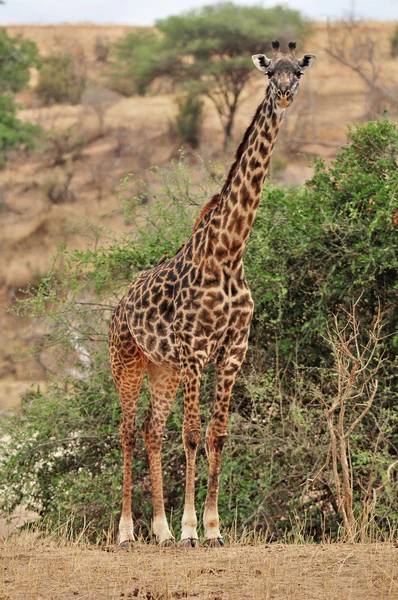 Masai Zürafası Masai Zürafası Ayrıca Kilimanjaro Zürafası Olarak Bilinir Zürafanın — Stok fotoğraf