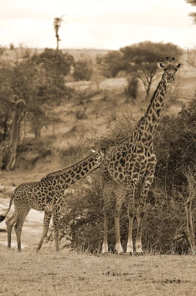 Masai Zürafası Masai Zürafası Ayrıca Kilimanjaro Zürafası Olarak Bilinir Zürafanın — Stok fotoğraf