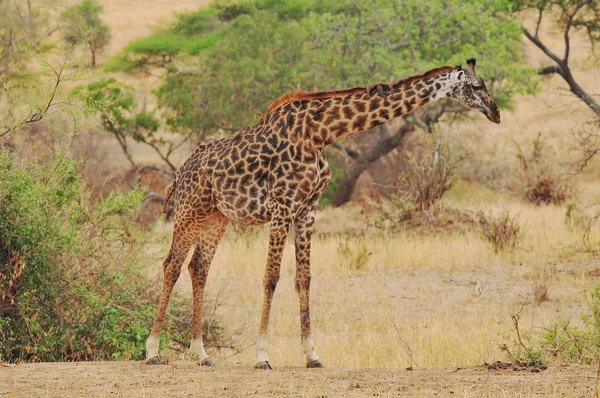 Jirafa Masai Jirafa Maasai También Conocida Como Jirafa Kilimanjaro Subespecie — Foto de Stock