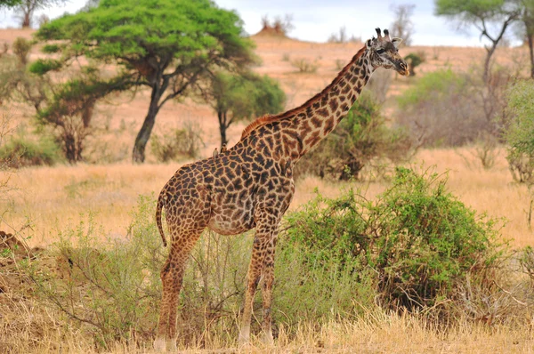 Masai Giraffe Maasai Giraffe Also Known Kilimanjaro Giraffe Largest Subspecies — Stock Photo, Image