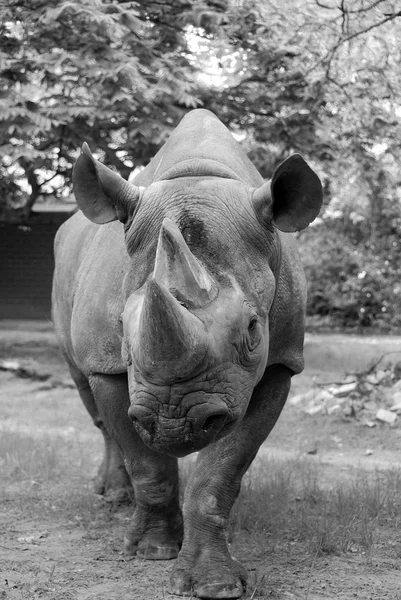 Close Van Een Neushoorn Wandelen Dierentuin — Stockfoto