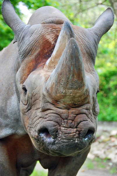 Крупним Планом Голова Носорога Зоопарку — стокове фото