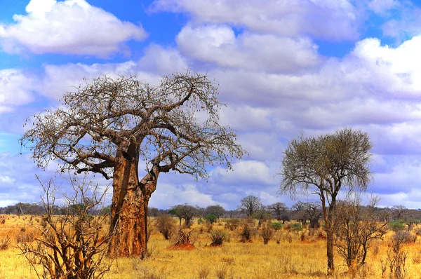 Baobab veya boab, boaboa ağaç — Stok fotoğraf