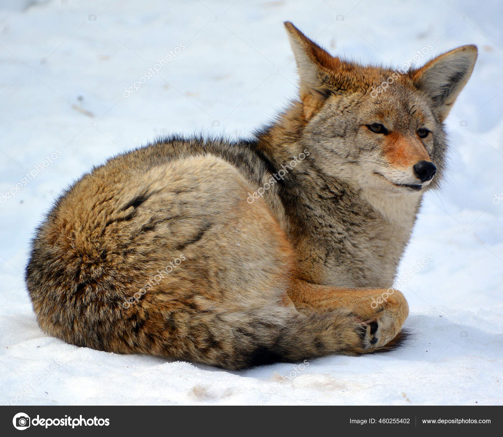 Coyote Also Known American Jackal Brush Wolf Prairie Wolf Species