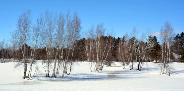 Bromont Quebec Nyírfa Erdő Téli Időidényben — Stock Fotó