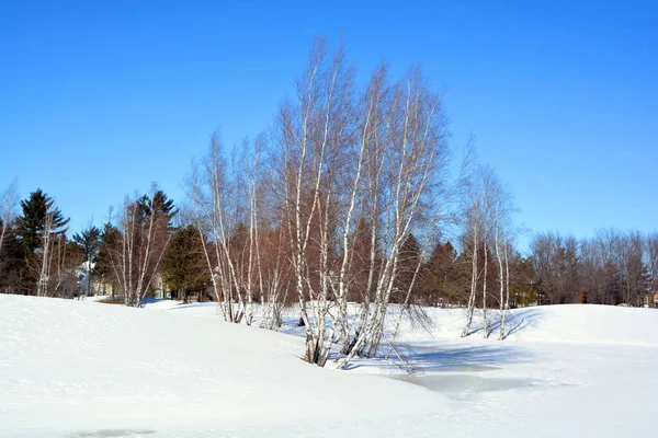 Bromont Quebec, birches forest in winter time season