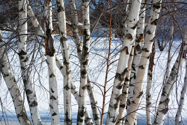 Bromont Quebec, birches forest in winter time season