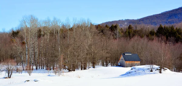 Bromont Quebec Birkenwald Winter — Stockfoto