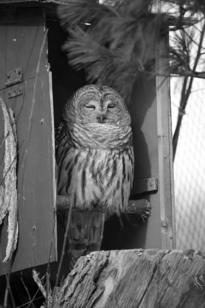 Strix Occidentalis Вид Справжньої Сови Стійкий Вид Старих Лісів Заході — стокове фото