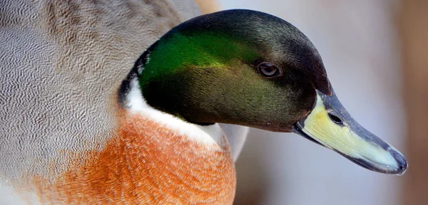 Vintern Gräsänder Eller Vild Anka Anas Platyrhynchos Klappande Anka Som — Stockfoto