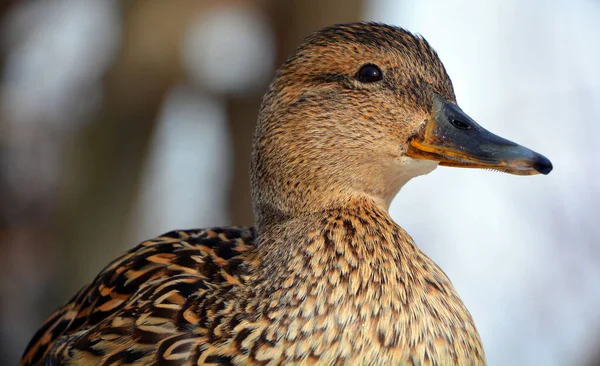 Hiver Canard Colvert Canard Sauvage Anas Platyrhynchos Est Canard Barboteur — Photo