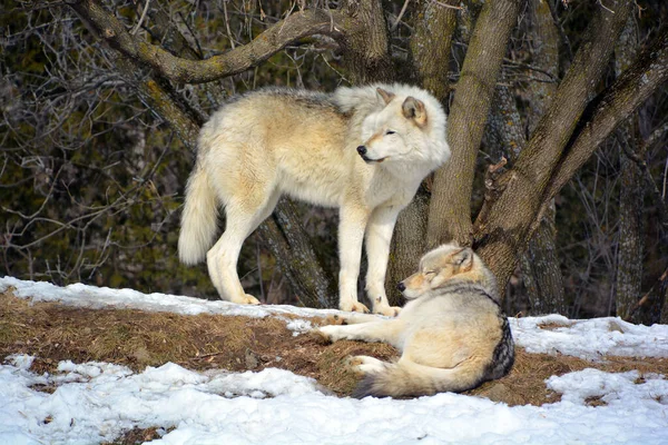 Hiver Loup Gris Gris Aussi Appelé Loup Ouest Est Canin — Photo