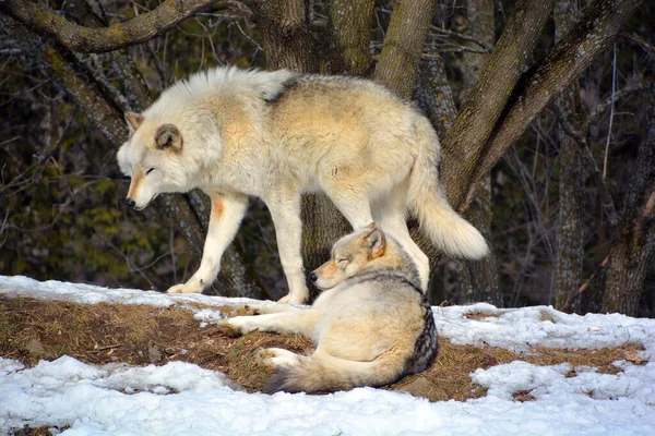Gray Wolf Grey Wolf 겨울에는 숲이나 늑대로 유라시아와 북아메리카의 지역에서 — 스톡 사진