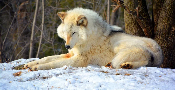 Winter Grijs Grijze Wolf Ook Hout Westerse Wolf Een Hond — Stockfoto