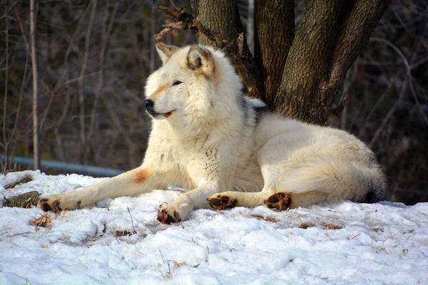 Invierno Lobo Gris Gris También Madera Lobo Occidental Canino Nativo —  Fotos de Stock