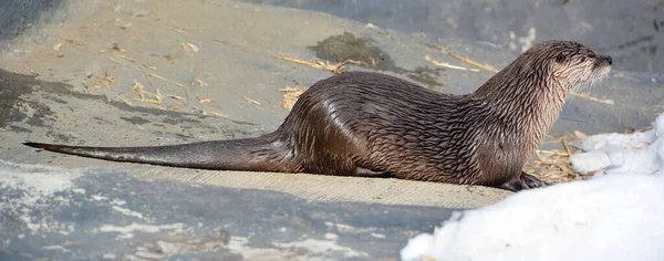 Otters Zijn Vleesetende Zoogdieren Uit Onderfamilie Van Lutrinae Bestaande Ottersoorten — Stockfoto
