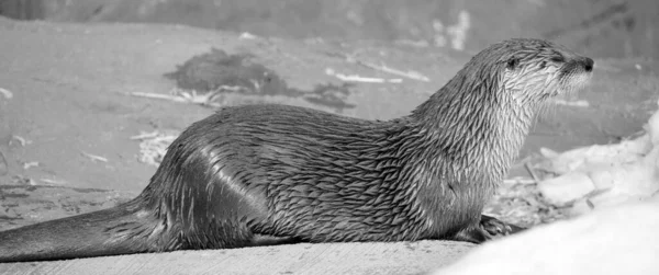 Otters Zijn Vleesetende Zoogdieren Uit Onderfamilie Van Lutrinae Bestaande Ottersoorten — Stockfoto