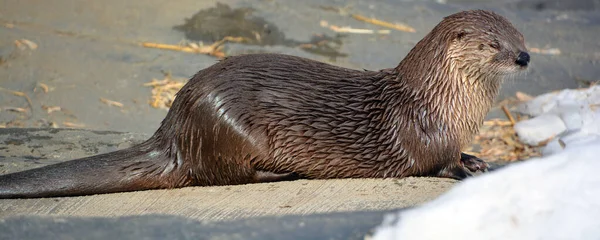 Otters Zijn Vleesetende Zoogdieren Uit Onderfamilie Van Lutrinae Bestaande Ottersoorten — Stockfoto