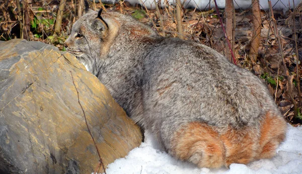 Invierno Canadá Lince Lince Canadiense Mamífero Norteamericano Familia Felidae — Foto de Stock