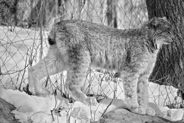 Winter Canada Lynx Canadese Lynx Een Noord Amerikaans Zoogdier Uit — Stockfoto