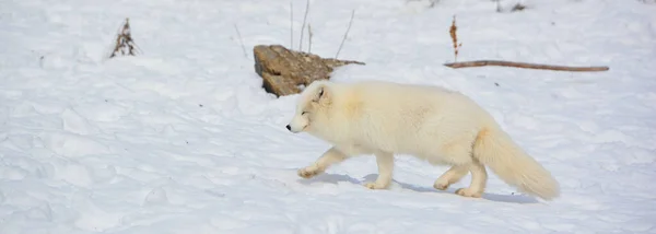 Winter Arctic Fox Vulpes Lagopus Also Known White Polar Snow — Stock Photo, Image