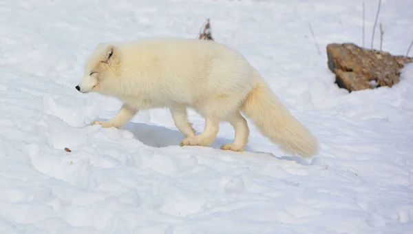 在冬季北极狐狸 Vulpes Lagopus 也被称为白狐 极地狐狸或雪狐 是一种原产于北半球北极地区的小狐狸 在整个北极冻土带生物群中很常见 — 图库照片