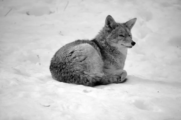 Coyote También Conocido Como Chacal Americano Lobo Pincel Lobo Pradera — Foto de Stock