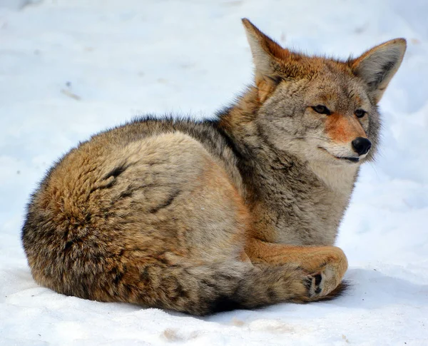 Coyote Also Known American Jackal Brush Wolf Prairie Wolf Species — Stock Photo, Image