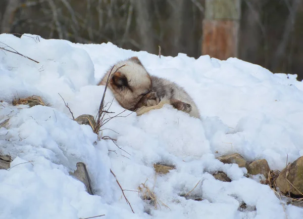 冬の北極キツネ Vulves Lagopus 極性または雪のキツネとも呼ばれ 北半球の北極地方に生息する小さなキツネで 北極ツンドラの生物相全体で一般的です — ストック写真